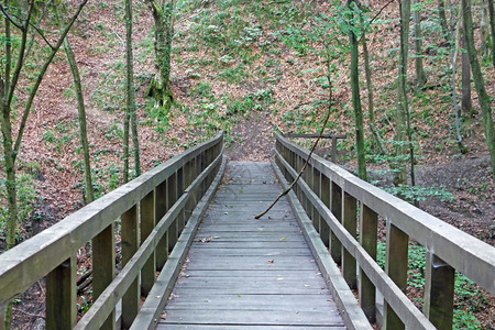 深森林中的木桥徒步行走道途径木头图片