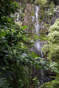 绿色自然潮湿在密的绿林中瀑布垂直崩塌图片