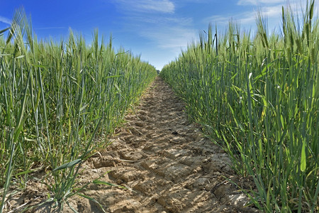 污垢在田间种植小麦时的车道视图小路农场图片