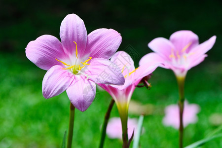 百合季节美丽的ZephyranthesLily雨丽莉仙女小巫在春季图片