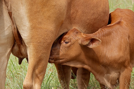 动物农业关闭了一只幼小牛从母亲的腹部抽奶南非年轻的图片