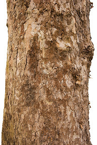 在黑色背景中隔离的普拉坦白兰地clarly树皮木制的柏烷松树图片