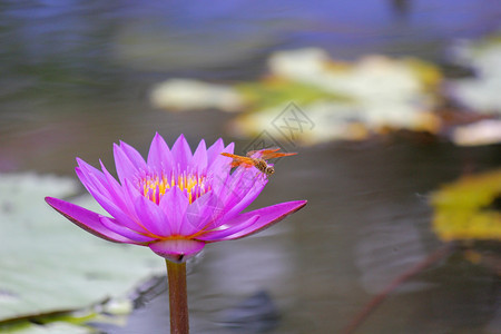 蜻蜓昆虫背景图片