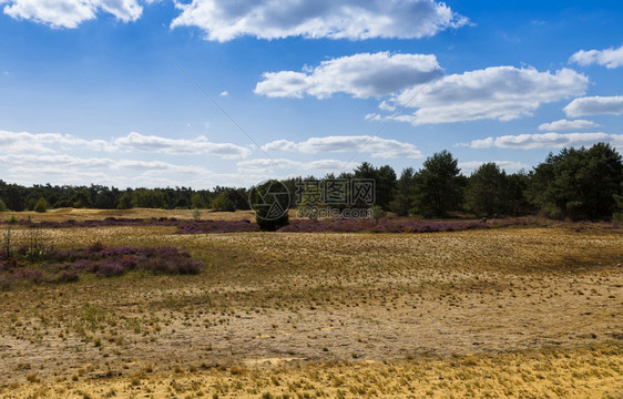 秋天位于荷兰北林堡的Maasduinen自然保护区与沙地荒和森林自然保护区Maasduinen季节图片