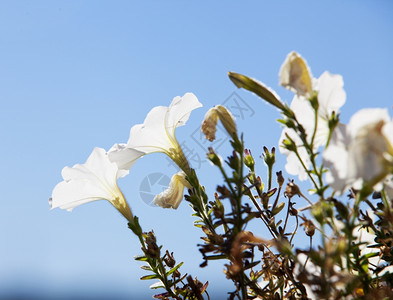 紫丁香花朵图片