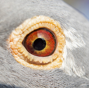 荒野生动物飞鸽鸟的眼里有详细节身体图片