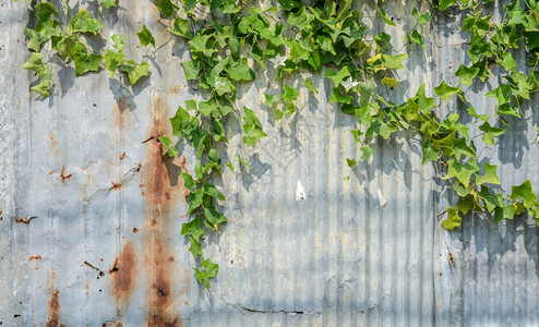 波纹墙上的常春藤金瓜或CoccinaGrandis植物新鲜的蔬菜金属图片