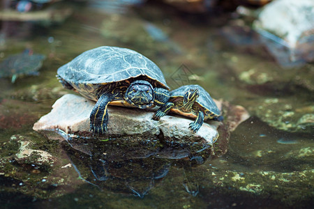 宠物池塘岩石上的红耳滑板海龟一种图片