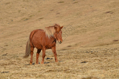 一种板栗在个大田地里胡桃栗子马的粗野术图片