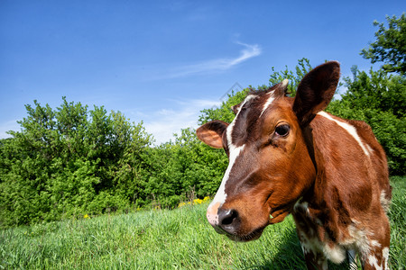 草一种树背景上的牛犊树木背景上的牛犊图片