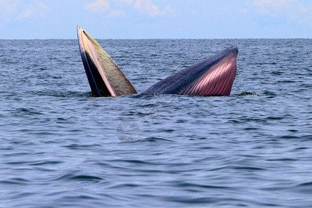 哺乳动物泰国湾的Brydersquos鲸或Edenrsquos鲸吃水图片