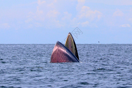 泰国湾的Brydersquos鲸或Edenrsquos鲸布鲁达野生动物深的图片