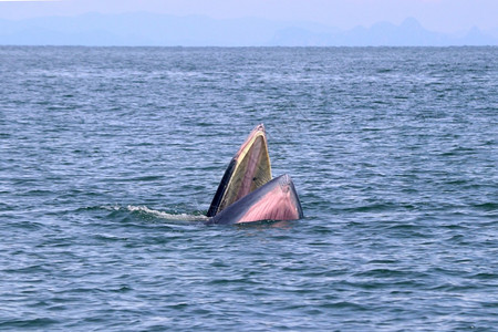 鳀鱼哺乳动物荒野泰国湾的Brydersquos鲸或Edenrsquos鲸图片