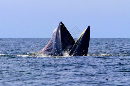 或者天空生活泰国湾的Brydersquos鲸或Edenrsquos鲸图片