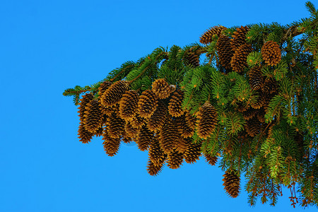 锥体植物一种蓝天背景下的云杉枝条图片
