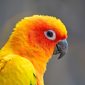 热带色彩多的黄鹦鹉太阳光之索尔斯蒂提亚里山肖像图谱颜色羽毛图片
