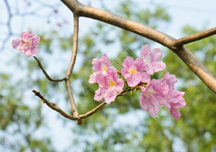 浪漫的花园春天粉小号或塔布亚花图片