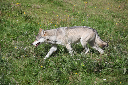 哺乳动物大自然中的狼野生动物毛皮图片