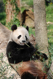 美丽的吃零食自然摄影熊靠在一棵树上吃竹子背景图片