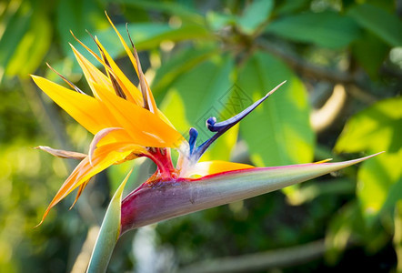 在热带花园中盛开的天堂花鸟斯特雷利茨齐亚美丽的明亮图片