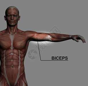 绘画人体解剖用3D软件制成的男肌肉加突出比塞身体常设图片