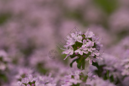 百花岭夏天百里香新鲜花紧闭背景模糊百花紧闭背景