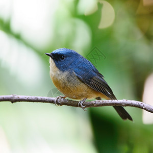 轮廓蓝色小鸟的男捕食者三色花朵站在树枝上侧面动物深蓝色图片