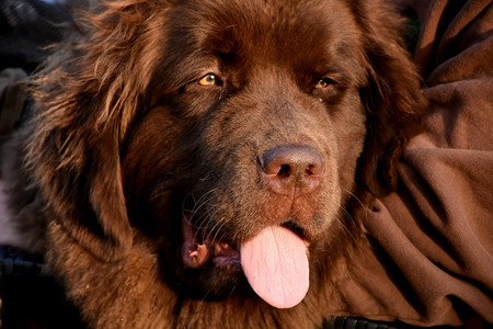 犬类甜美的棕褐色小狗丽的面容新闻可爱高清图片