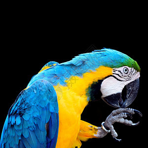 美丽的鹦鹉鸟蓝色和金的画像版Macaw翅膀野生动物黄色的图片