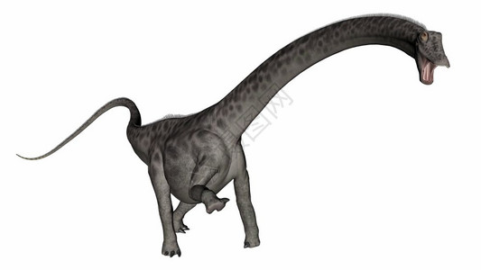 插图白色的史前Diplodocus恐龙的头顶白色背景三维化身图片