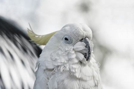 插图动物园金刚鹦鹉墨西哥的红色蓝鹦鹉背景图片