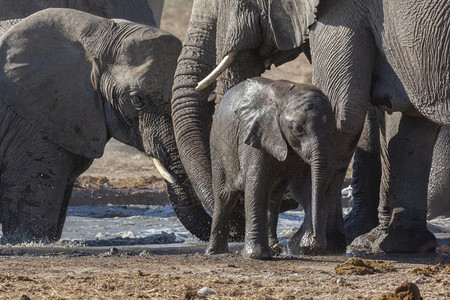 苹果浏览器非洲纳米比亚埃托沙公园水坑中的非洲象家族属形目荒野图片