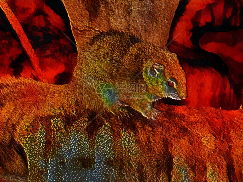 红色的帆布美丽3D一个非洲布什松鼠的幻想说明图片