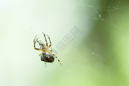 捕食者蜘蛛编织网以狩猎昆虫爬行图片