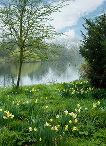 季节春绿草地在池塘或河边花朵安详植物图片