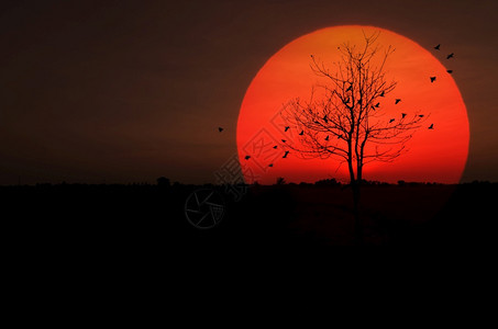 飞行日落和鸟儿回蜂巢月光树干枯日落太阳成老的鸟类背景图片