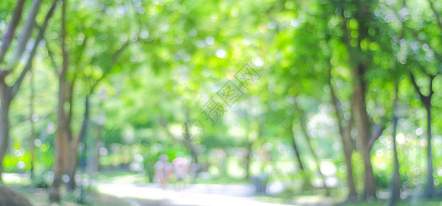 绿色叶子树木具有bokeh光背景自然花园春季和夏横幅的模糊公园图片