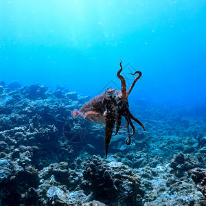 生物深蓝海中好奇的鱼热带水珊瑚高清图片素材