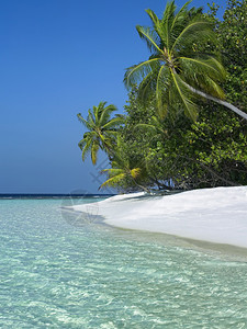 印度人旅游艾伦热带岛屿天堂北印度洋马尔代夫南阿里环礁岛的热带屿天堂图片