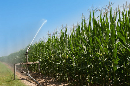 栽培玉米田水喷洒器的泵抽装置在玉米田用水喷洒器现场抽管子道图片