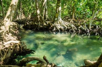 在泰国KrabiThapom红树林中带根和流水的沼泽森林热带新鲜的植被图片