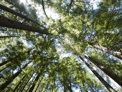 多于阳光审视华盛顿森林中高的长青绿树提供前景一目了然假如图片