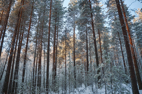 季节冬风景与松林和日落蓝色的冬天图片