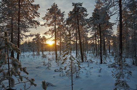 景观树太阳冬季风景与松林和日落图片
