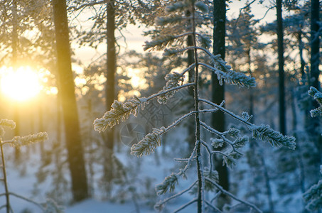 蓝色的白冬季风景与松林和日落场景图片