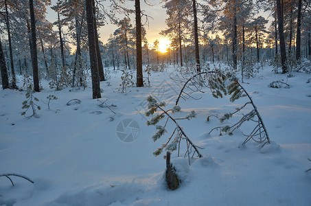 季节冬风景与松林和日落自然冬天图片