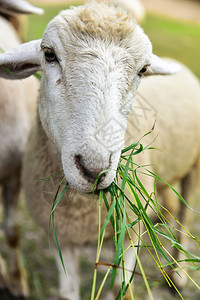 吃草的绵羊图片