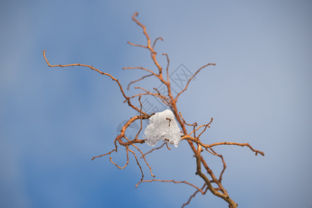 冷冻树枝上有雪的背景是蓝天空季节寒冷的图片