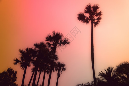 电影热带海岸棕榈树古老的磨粉和胶片立体假期海洋图片