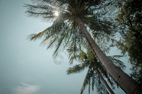 日落复古的夏天热带海岸棕榈树古老的磨粉和胶片立体背景图片